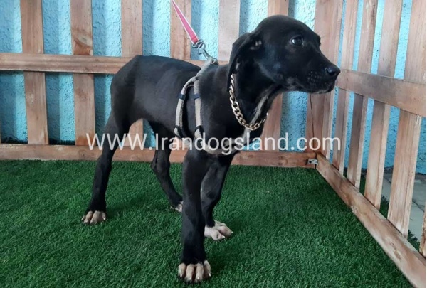 ---greatdane-135_2