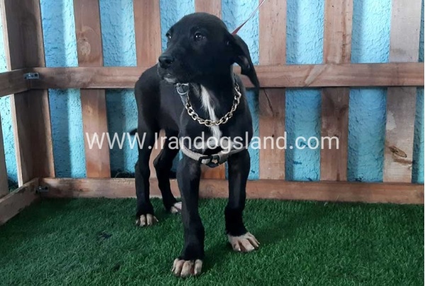 ---greatdane-135_3