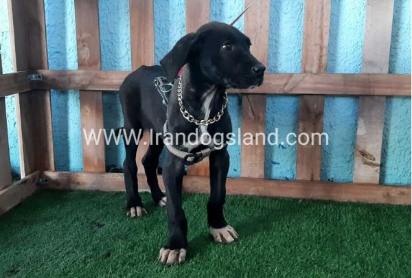 ---greatdane-135_4