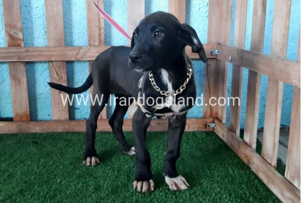 ---greatdane-135_5
