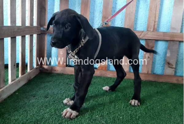 ---greatdane-135_6