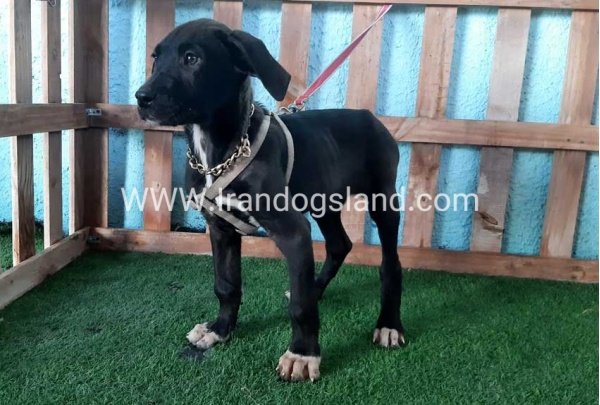 ---greatdane-135_7