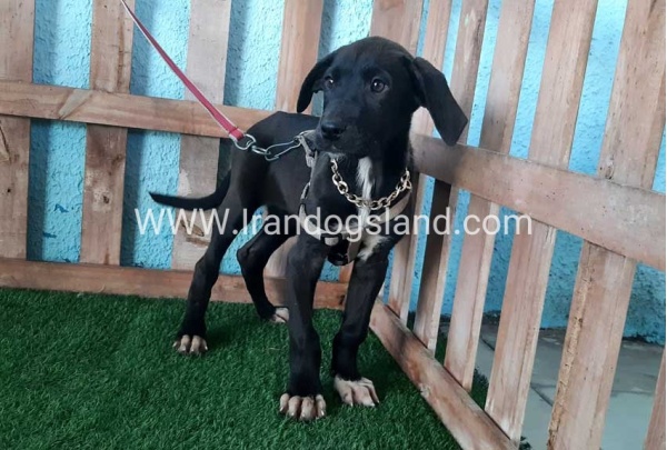 ---greatdane-135_8