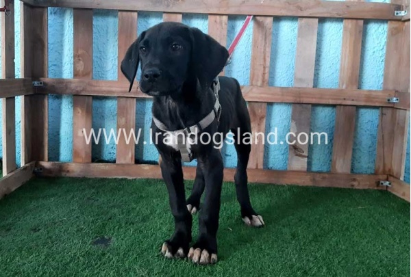 ---greatdane-136_1