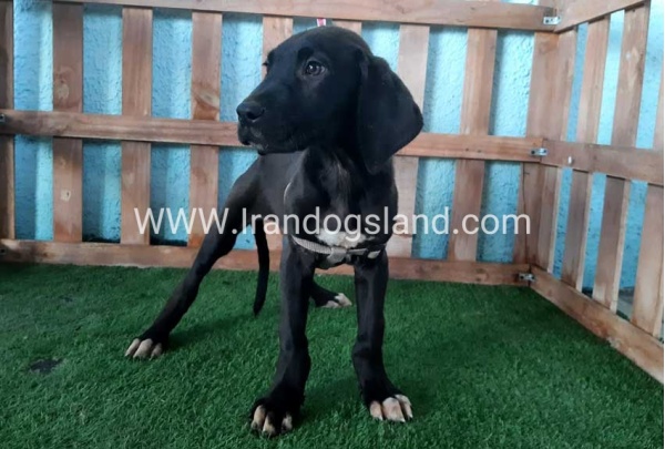---greatdane-136_2