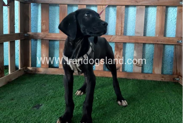 ---greatdane-136_3