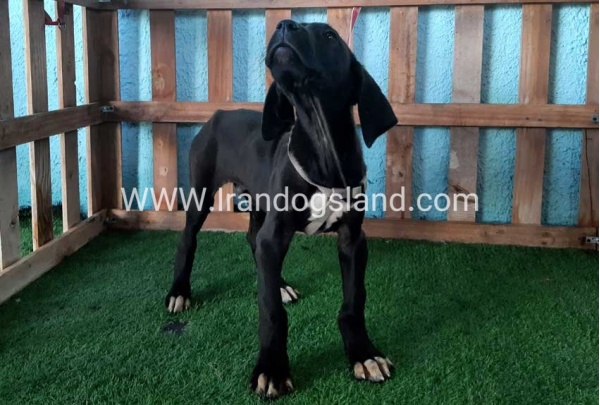 ---greatdane-136_4