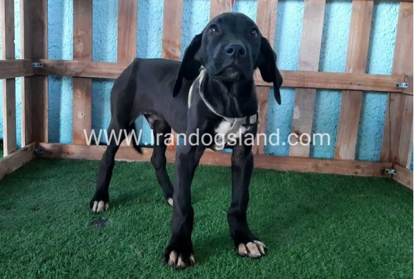 ---greatdane-136_5