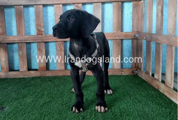 ---greatdane-136_6