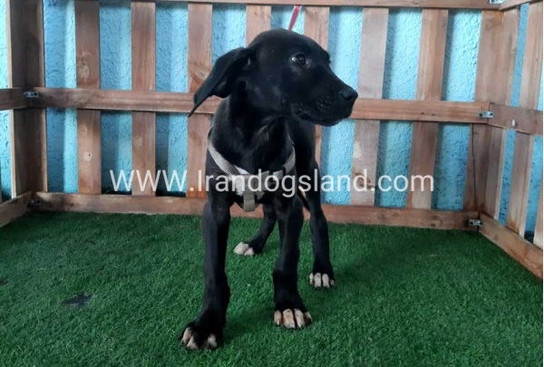 ---greatdane-136_7