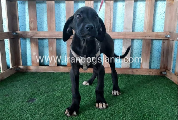 ---greatdane-136_8