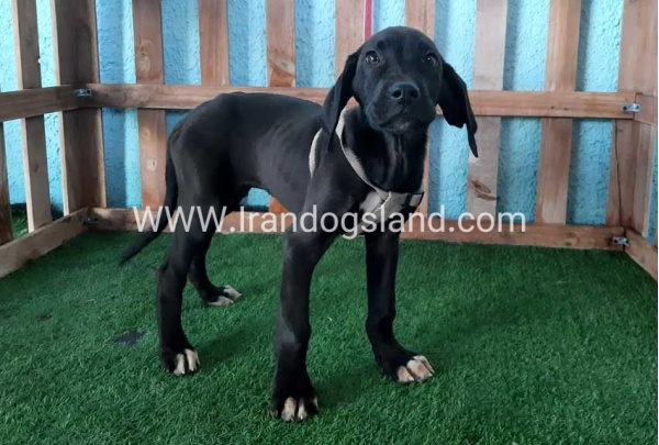 ---greatdane-136_9