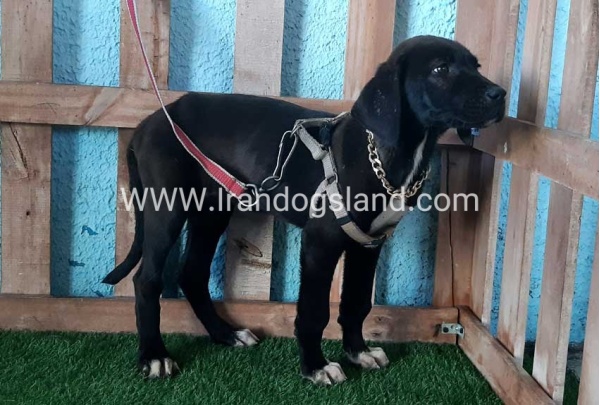 ---greatdane-137_1