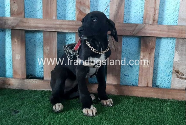 ---greatdane-137_2