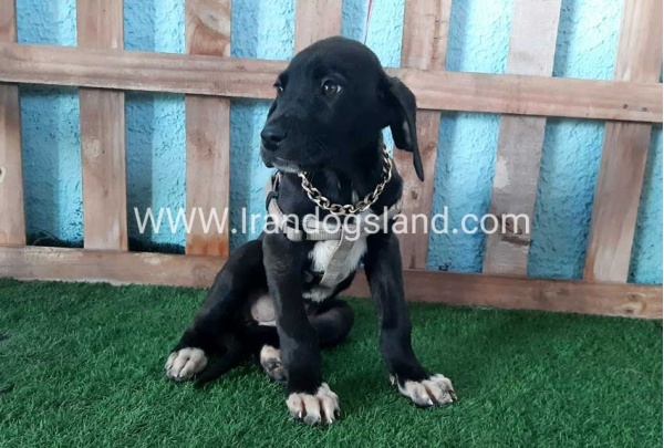 ---greatdane-137_3
