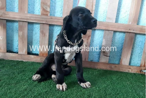 ---greatdane-137_4