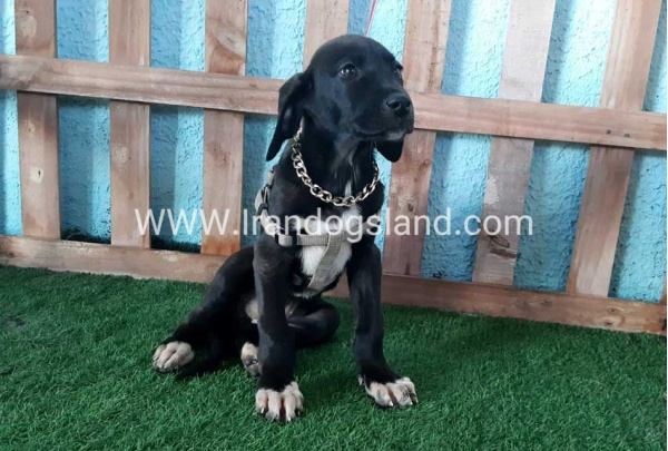 ---greatdane-137_5