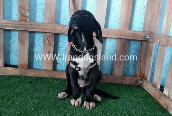 ---greatdane-137_6