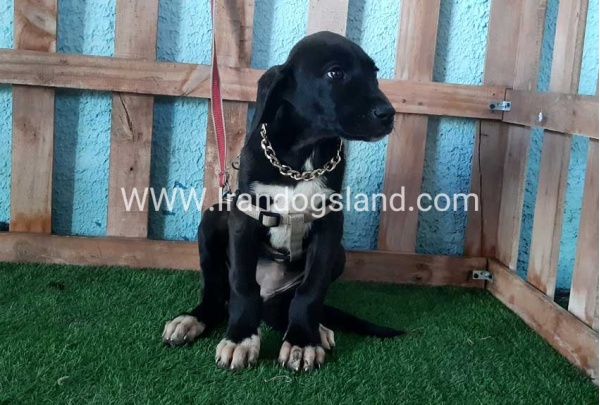---greatdane-137_7