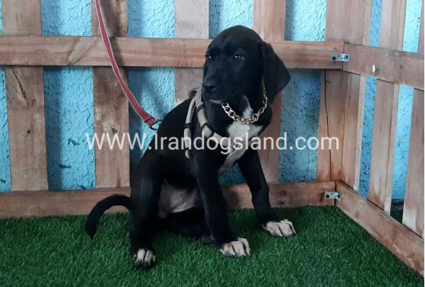 ---greatdane-138_1