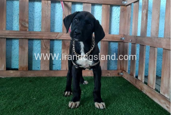 ---greatdane-138_2