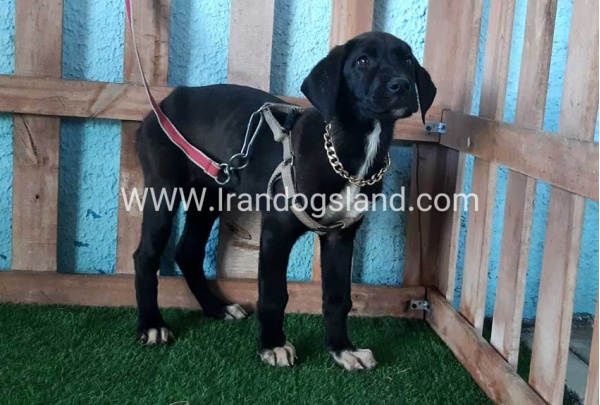 ---greatdane-138_3