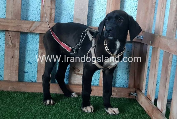 ---greatdane-138_4