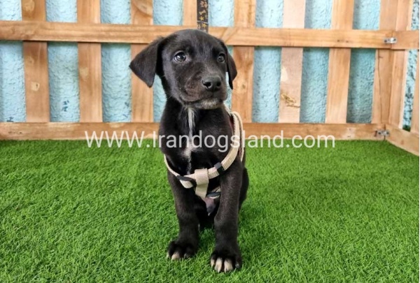 ---greatdane-139_1
