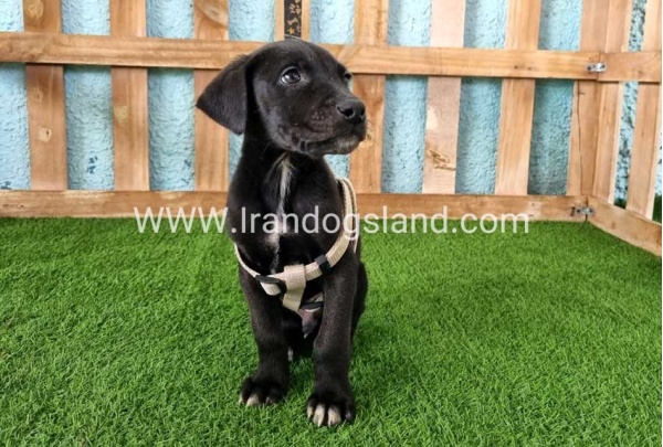 ---greatdane-139_2