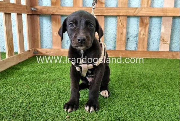 ---greatdane-139_3