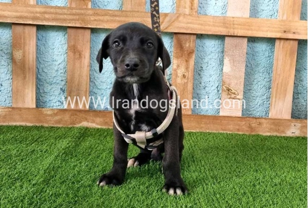 ---greatdane-139_4