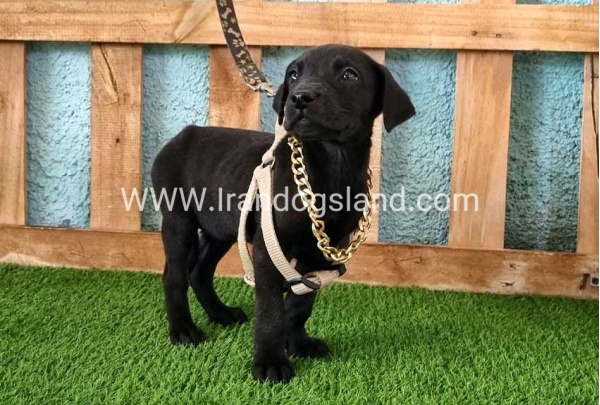 ---greatdane-140_1