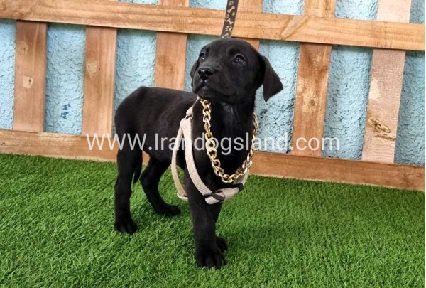 ---greatdane-140_10