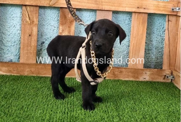 ---greatdane-140_11