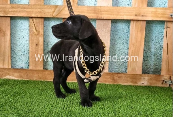 ---greatdane-140_2