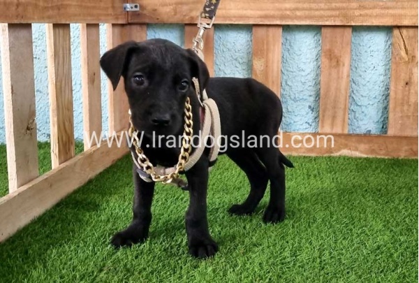 ---greatdane-140_3