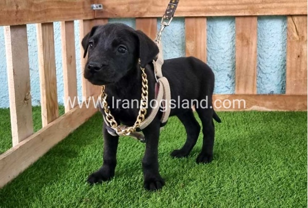 ---greatdane-140_5