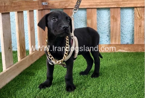 ---greatdane-140_6