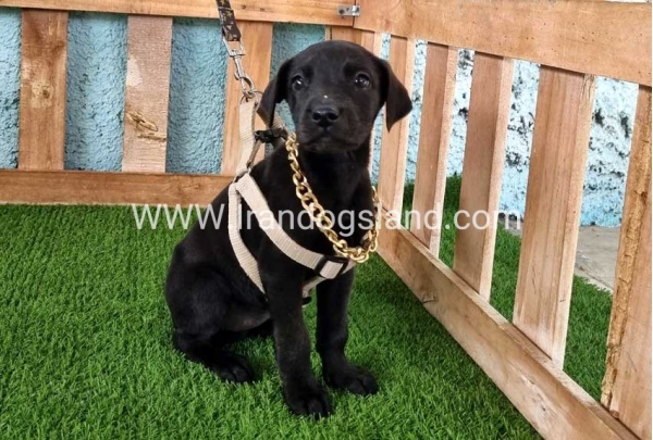 ---greatdane-140_8