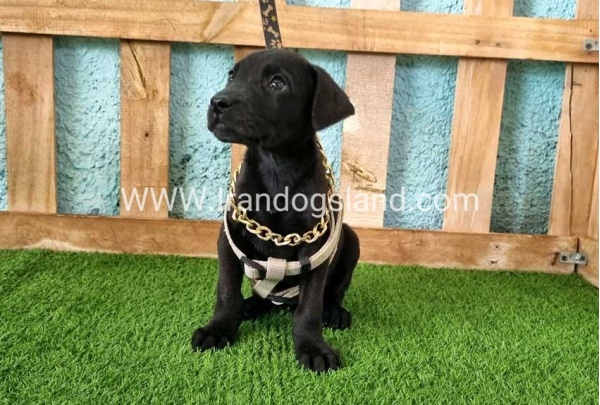 ---greatdane-140_9