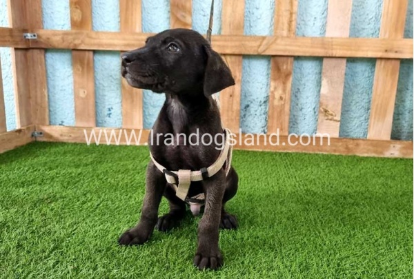 ---greatdane-141_2