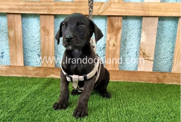 ---greatdane-141_3