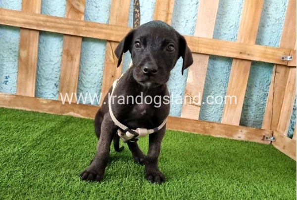 ---greatdane-141_6