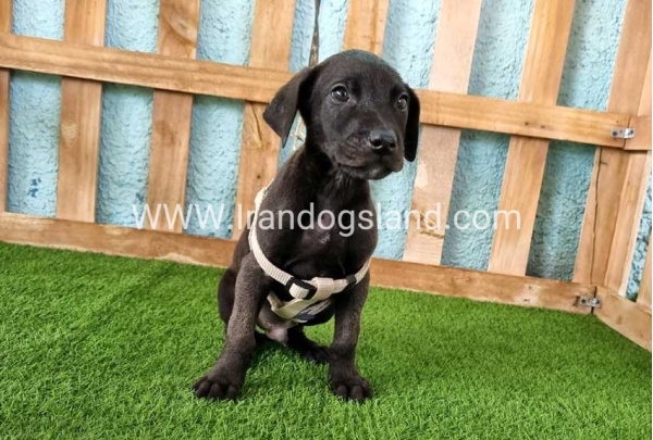 ---greatdane-141_7
