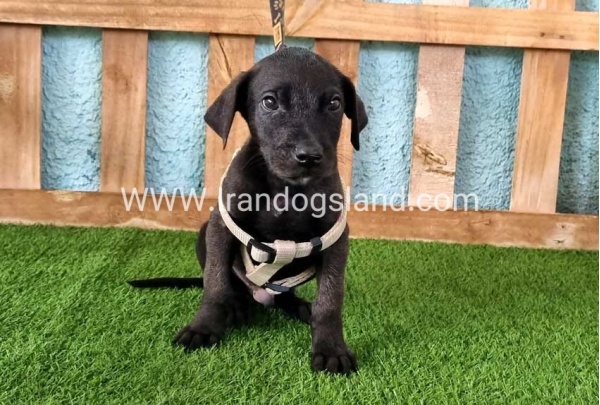 ---greatdane-141_8