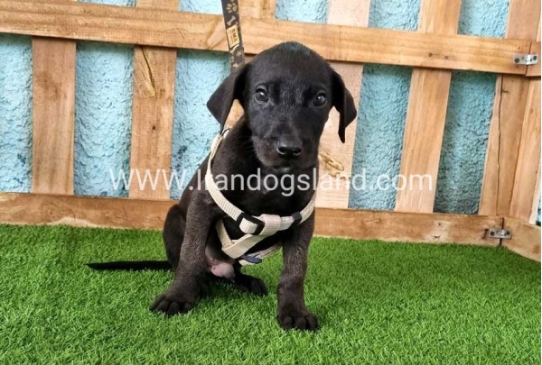 ---greatdane-141_9