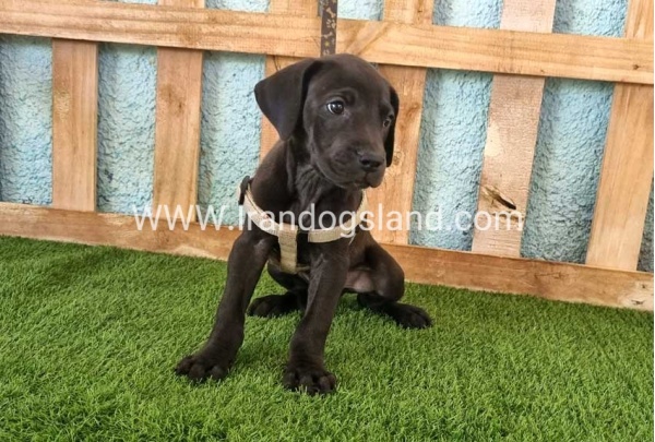 ---greatdane-150_1