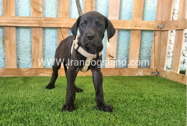 ---greatdane-150_10