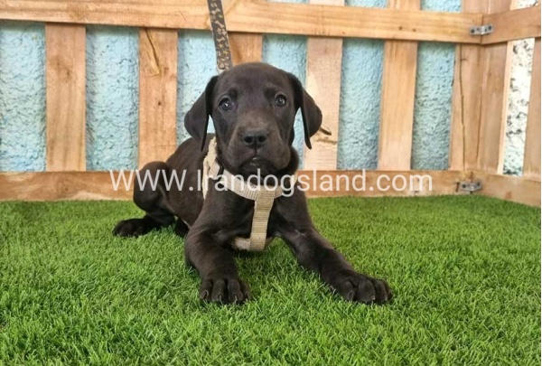 ---greatdane-150_11