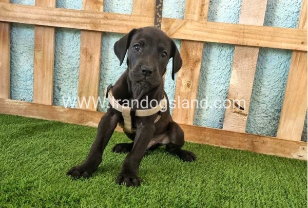 ---greatdane-150_2